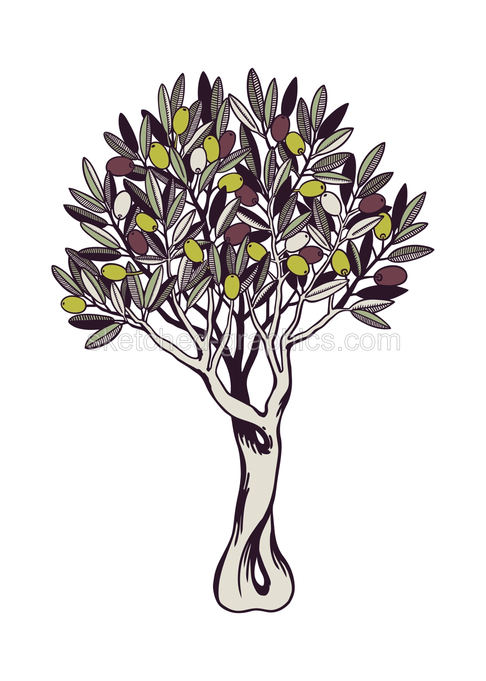 Olive tree vector illustration. With decorative twigs with leaves and olive fruit in color. Natural olive oil ingredient in engraved style. Healthy food plant isolated on white background Illustration